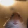 Hamster