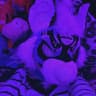 KETAMINE KITTY XD