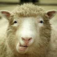 Schapen