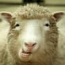 Schapen