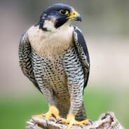 FalcoN