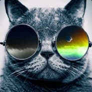 A random cat