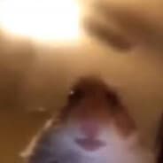 Pvelp