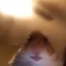 Pvelp