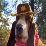 Prono enjoer dog