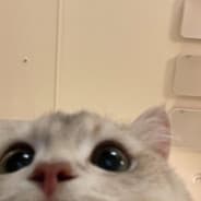 dddd