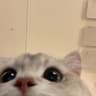 dddd