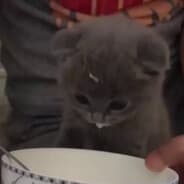 KEDI.exe
