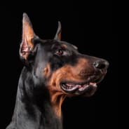 Woof