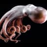 PULPO RE