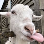 tounges out guns out