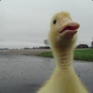 triplesexduck
