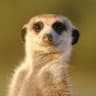 Team Zoo | Suricata_07