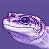 Lizard.