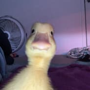 Duck Norris