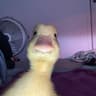 Duck Norris