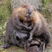 Justin Beaver