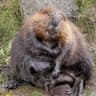 Justin Beaver