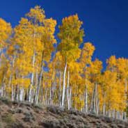 Pando