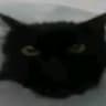 auticci