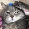 SoulJaCaT