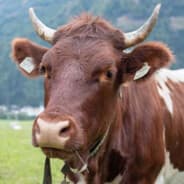 moost1
