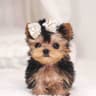 Little Doggie