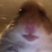 Yogi