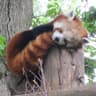 The Panda Of Doom