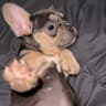 Buster Figglebottom-Long