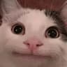 Kitty