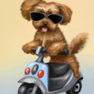 Joy the dog