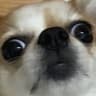 GameOjisan