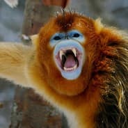WAN