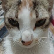 CaliCoCat
