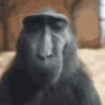 koko de huesos chasa karova