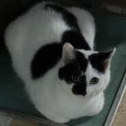 Bebe