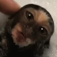 Baby  Koba