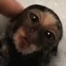 Baby  Koba