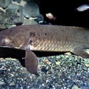 HerrLungenfisch