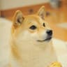 Little Doge