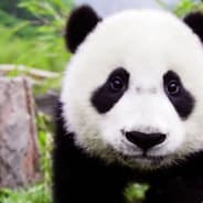 yien999