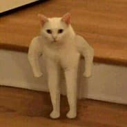 Katze