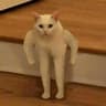 Katze