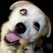 DoggyStyle