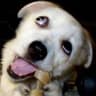 DoggyStyle