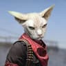 Gato