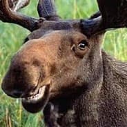 Moose