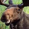 Moose
