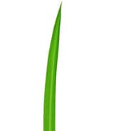 Grass????